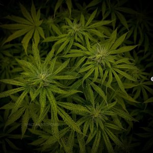 grow-with-medicgrow-smart8-spacementgrown-day23flower.jpg