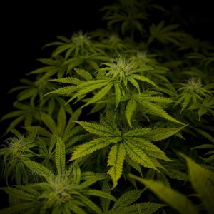 grow-with-medicgrow-smart8-spacementgrown-day23flower-1.jpg