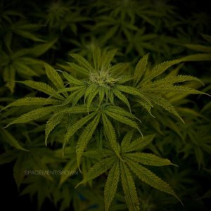 grow-with-medicgrow-smart8-spacementgrown-day23flower-2.jpg