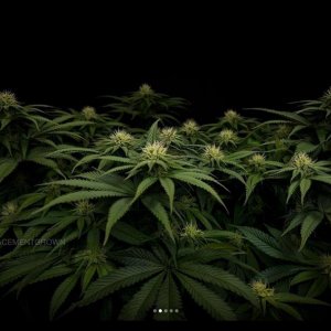 grow-with-medicgrow-smart8-spacementgrown-day23flower-3.jpg