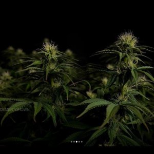 grow-with-medicgrow-smart8-spacementgrown-day23flower-4.jpg