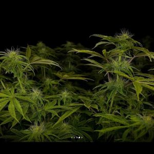 grow-with-medicgrow-smart8-spacementgrown-day23flower-5.jpg