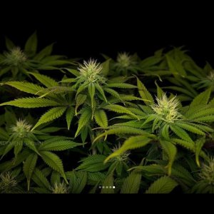 grow-with-medicgrow-smart8-spacementgrown-day23flower-6.jpg