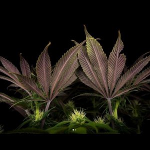 grow-with-medicgrow-smart8-spacementgrown-day23flower-7.jpg