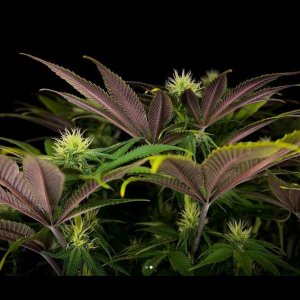 grow-with-medicgrow-smart8-spacementgrown-day23flower-8.jpg