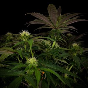 grow-with-medicgrow-smart8-spacementgrown-day23flower-9.jpg