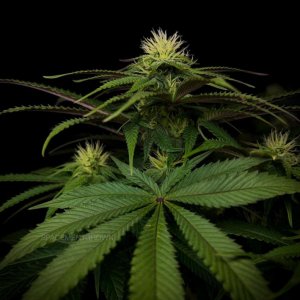 grow-with-medicgrow-smart8-spacementgrown-day23flower-10.jpg