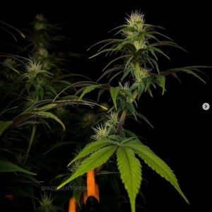 grow-with-medicgrow-smart8-spacementgrown-day23flower-11.jpg