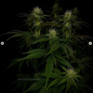 grow-with-medicgrow-smart8-spacementgrown-day23flower-12.jpg