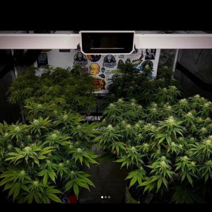 grow-with-medicgrow-smart8-spacementgrown-day23flower-13.jpg