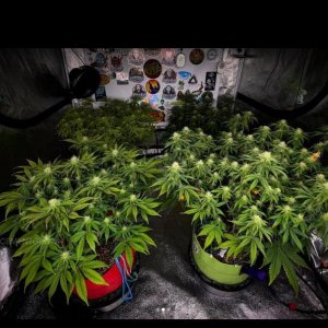 grow-with-medicgrow-smart8-spacementgrown-day23flower-14.jpg