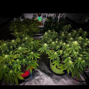 grow-with-medicgrow-smart8-spacementgrown-day23flower-15.jpg