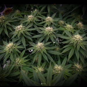 grow-with-medicgrow-smart8-spacementgrown-day26flower.jpg