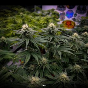 grow-with-medicgrow-smart8-spacementgrown-day26flower-1.jpg