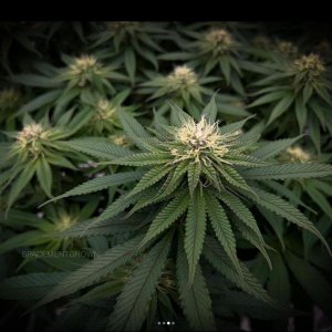 grow-with-medicgrow-smart8-spacementgrown-day26flower-2.jpg