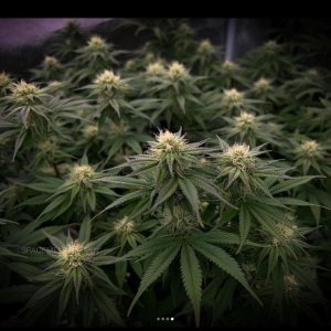 grow-with-medicgrow-smart8-spacementgrown-day26flower-3.jpg