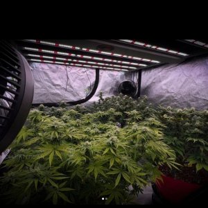 grow-with-medicgrow-smart8-spacementgrown-day26flower-4.jpg