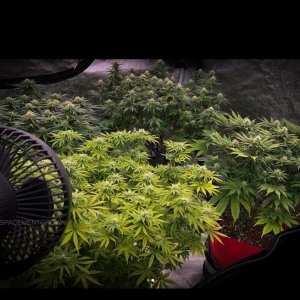 grow-with-medicgrow-smart8-spacementgrown-day26flower-5.jpg