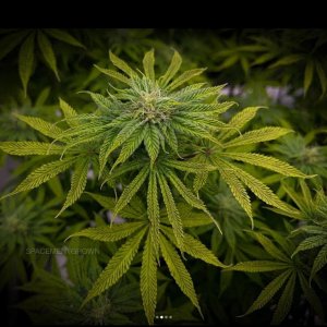 grow-with-medicgrow-smart8-spacementgrown-day26flower-7.jpg