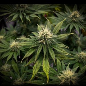 grow-with-medicgrow-smart8-spacementgrown-day26flower-8.jpg