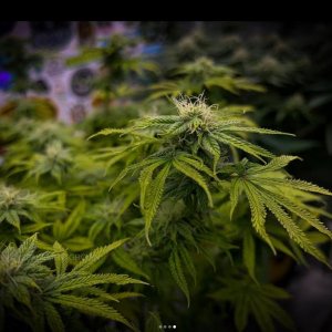 grow-with-medicgrow-smart8-spacementgrown-day26flower-9.jpg