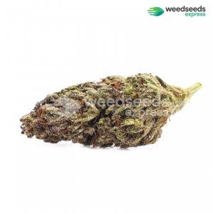 blackberry-kush-feminized-bud.jpg