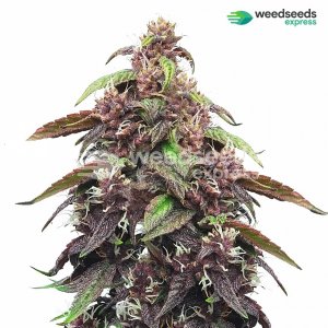 blackberry-kush-feminized-plant.jpg