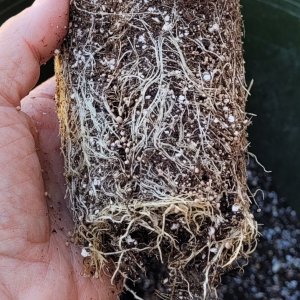 20220513_155802 PU roots sliced and mycos.jpg