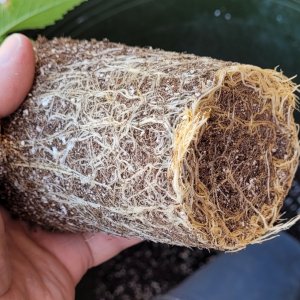 20220513_155555 PU roots.jpg