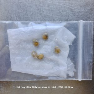 Attempt to germinate immature Mulanje seeds - day 1