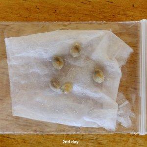 Attempt to germinate immature Mulanje seeds - day 2