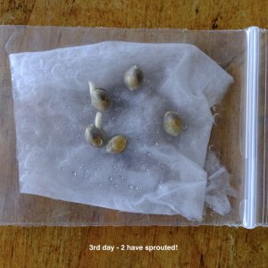 Attempt to germinate immature Mulanje seeds - day 3