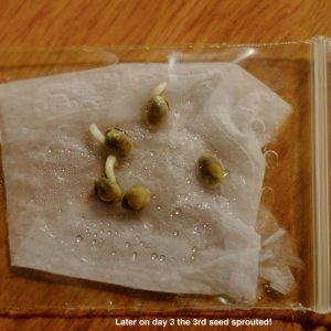 3rd day, and three 16 day old seeds have sprouted!