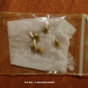 Mulanje 16 day old seeds to test germination