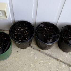 4 sprouted 16 day old Mulanje seeds - and Winter starts next month!