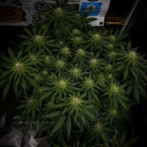 grow-with-medicgrow-smart8-spacementgrown-day28flower-1.jpg