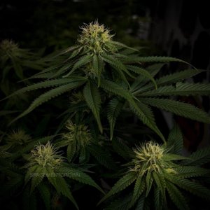 grow-with-medicgrow-smart8-spacementgrown-day28flower-2.jpg