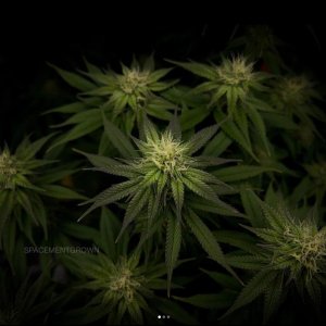 grow-with-medicgrow-smart8-spacementgrown-day28flower-3.jpg