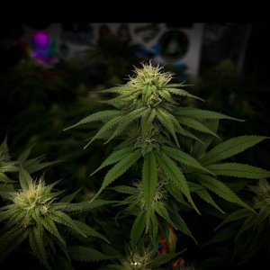 grow-with-medicgrow-smart8-spacementgrown-day28flower-4.jpg