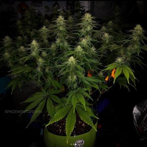 grow-with-medicgrow-smart8-spacementgrown-day28flower-5.jpg