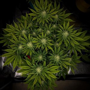 grow-with-medicgrow-smart8-spacementgrown-day28flower-6.jpg