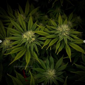 grow-with-medicgrow-smart8-spacementgrown-day28flower-7.jpg