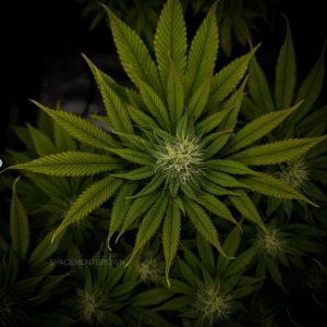 grow-with-medicgrow-smart8-spacementgrown-day28flower-8.jpg