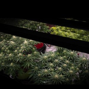 grow-with-medicgrow-smart8-spacementgrown-day28flower-10.jpg