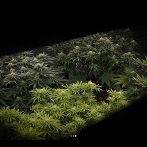 grow-with-medicgrow-smart8-spacementgrown-day28flower-11.jpg