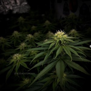 grow-with-medicgrow-smart8-spacementgrown-day28flower-12.jpg