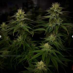 grow-with-medicgrow-smart8-spacementgrown-day28flower-13.jpg