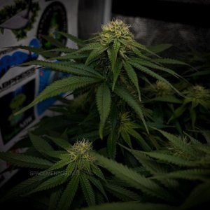 grow-with-medicgrow-smart8-spacementgrown-day28flower-14.jpg