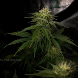 grow-with-medicgrow-smart8-spacementgrown-day28flower-15.jpg