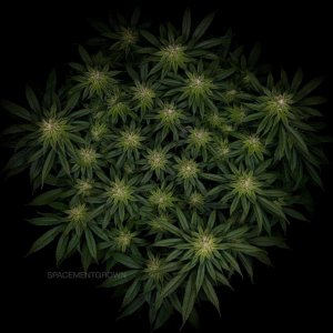 grow-with-medicgrow-smart8-spacementgrown-day30flower-1.jpg